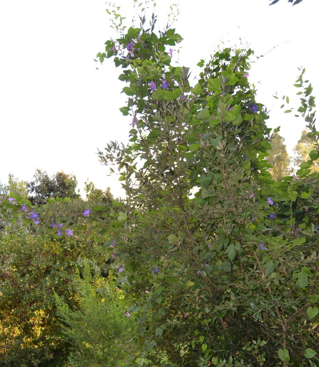 Ipomoea indica / Campanella perenne